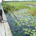 Lacassine National Wildlife Refuge AquaDam 2004