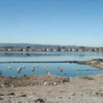 Dewatering for Amphitheatre Construction Foster City, CA (2002)