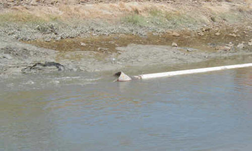 Dewatering Tidal Canal for Water Intake Repair Fremont, CA (2002)