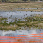 Wetlands Restoration Lake Tahoe Keys, CA