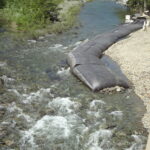 Trinity River, CA 2012