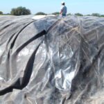Donna, TX 2004