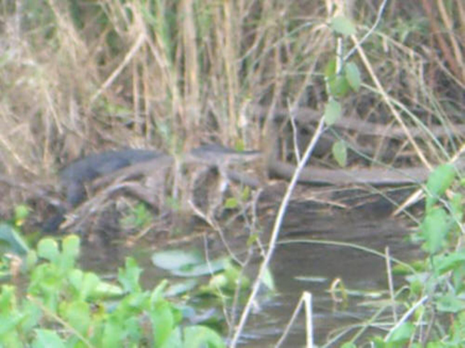 Port Saint Lucie, FL 2006