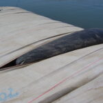 Colorado River, CO 2007