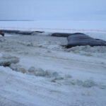 Manitoba, Canada 2008