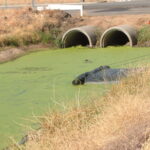 Lincoln, CA 2004