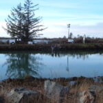 King Salmon, CA 2005