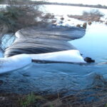 King Salmon, CA 2005