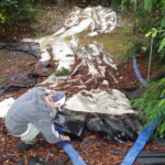 Carlotta, CA 2004 – Fish Ladder