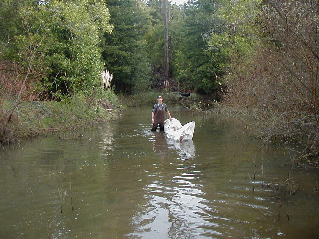 Carlotta, CA 2004 – Levee