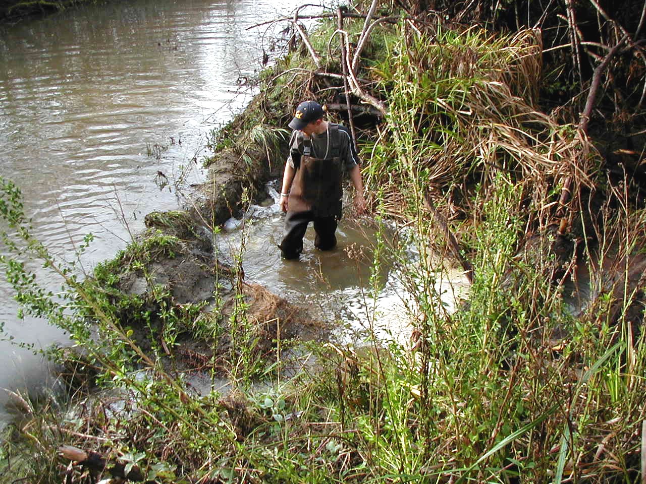 Carlotta, CA 2004 – Levee