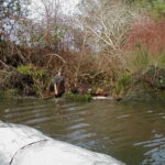 Carlotta, CA 2004 – Levee