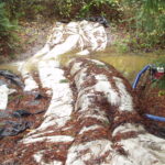 Carlotta, CA 2004 – Fish Ladder
