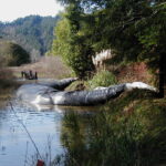 Carlotta, CA 2004 – Levee