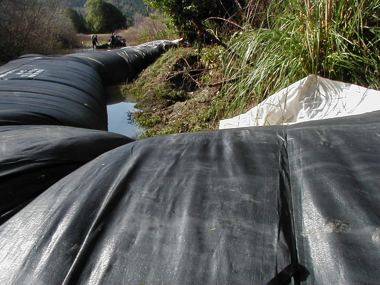 Carlotta, CA 2004 – Levee