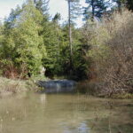 Carlotta, CA 2004 – Levee