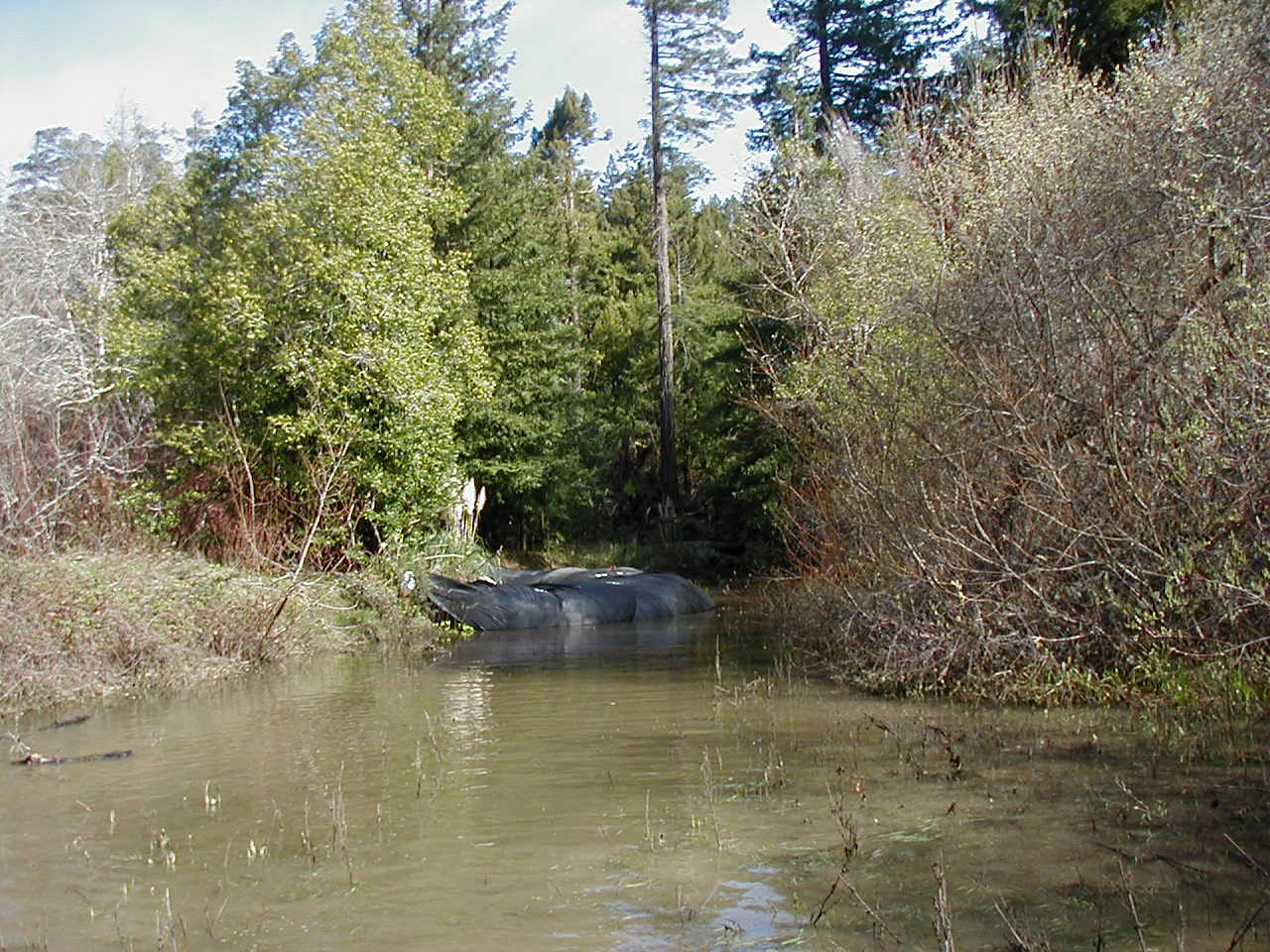 Carlotta, CA 2004 – Levee