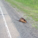 Alberta, Canada 2005