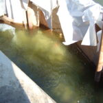 Kern River, CA 2007