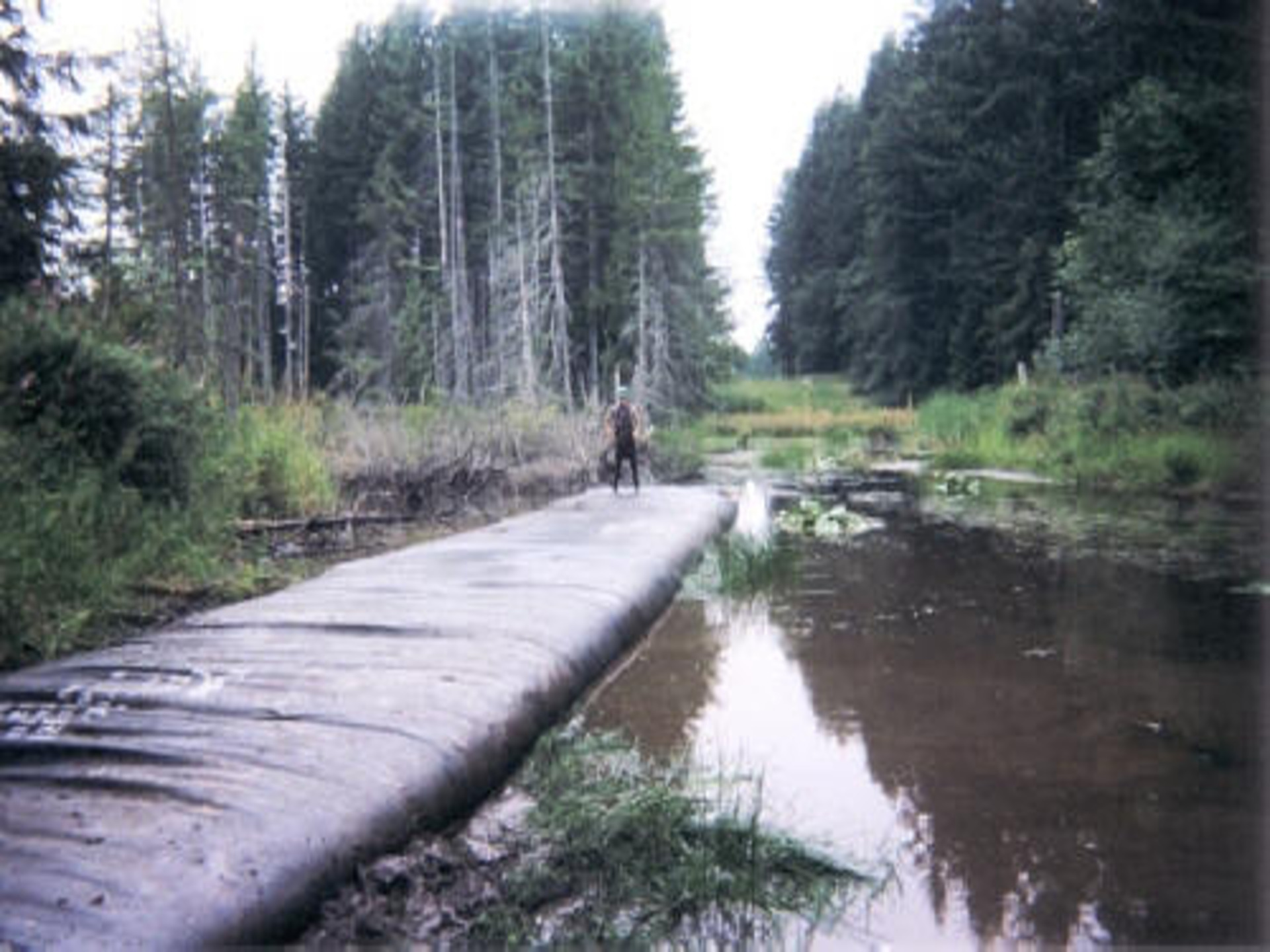 Machias, WA 2003