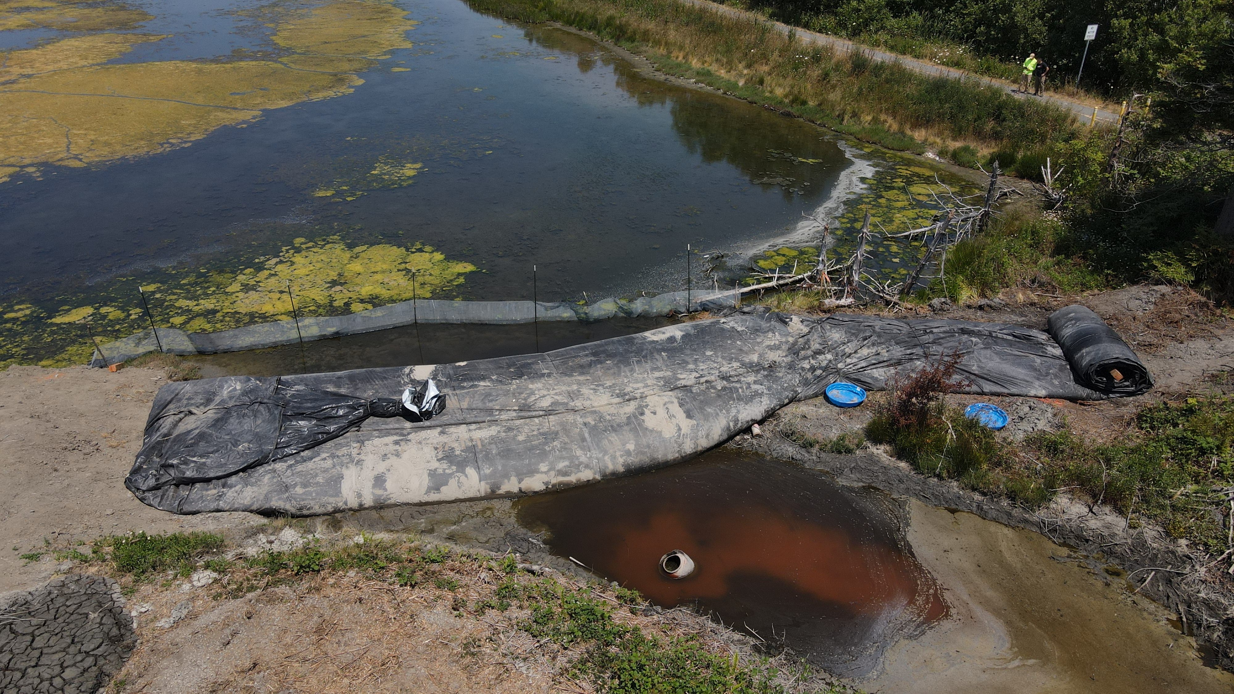 Arcata, CA 2023 – Brackish Pond