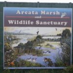 Arcata, CA 2023 – Brackish Pond