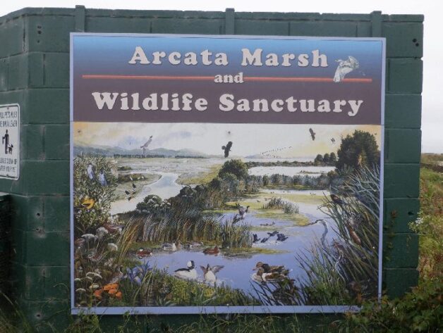Arcata, CA 2023 – Brackish Pond