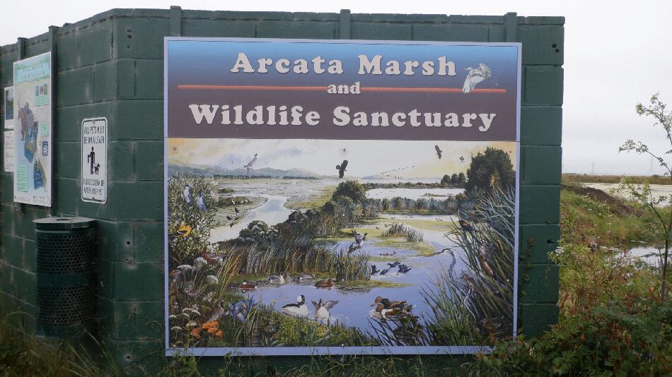 Arcata, CA 2023 – Brackish Pond