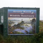 Arcata, CA 2023 – Brackish Pond