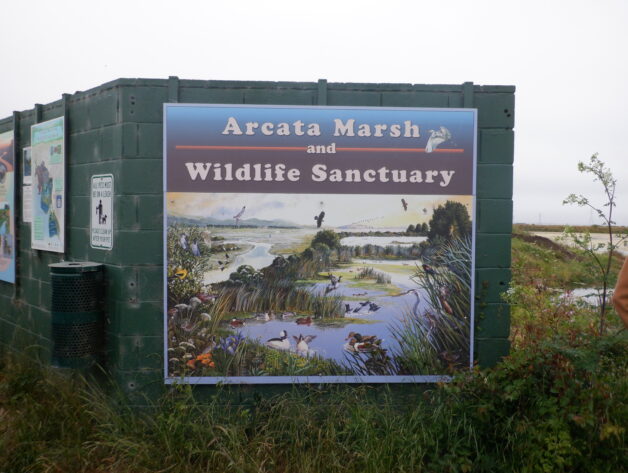 Arcata, CA 2023 – Brackish Pond
