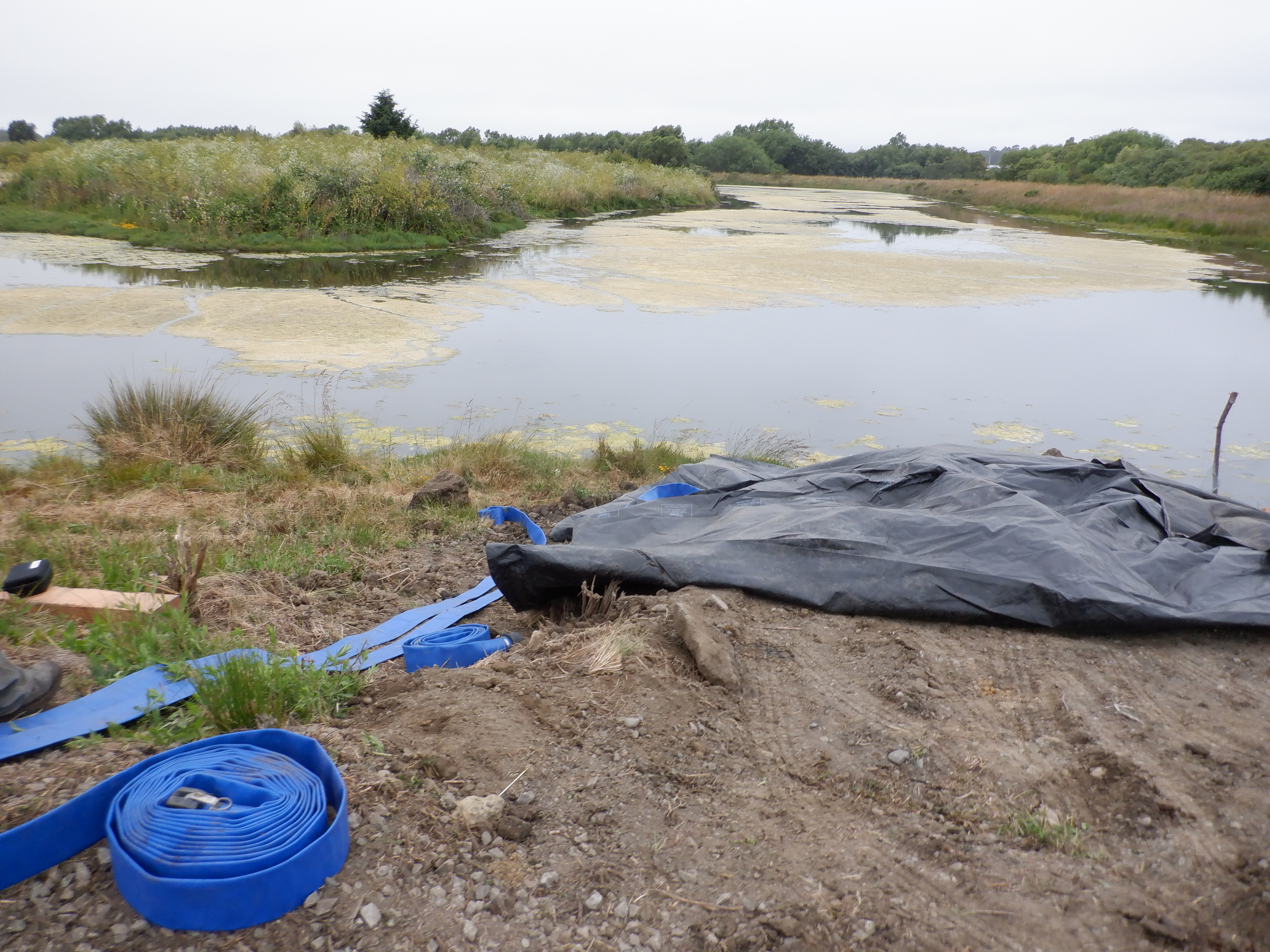 Arcata, CA 2023 – Brackish Pond