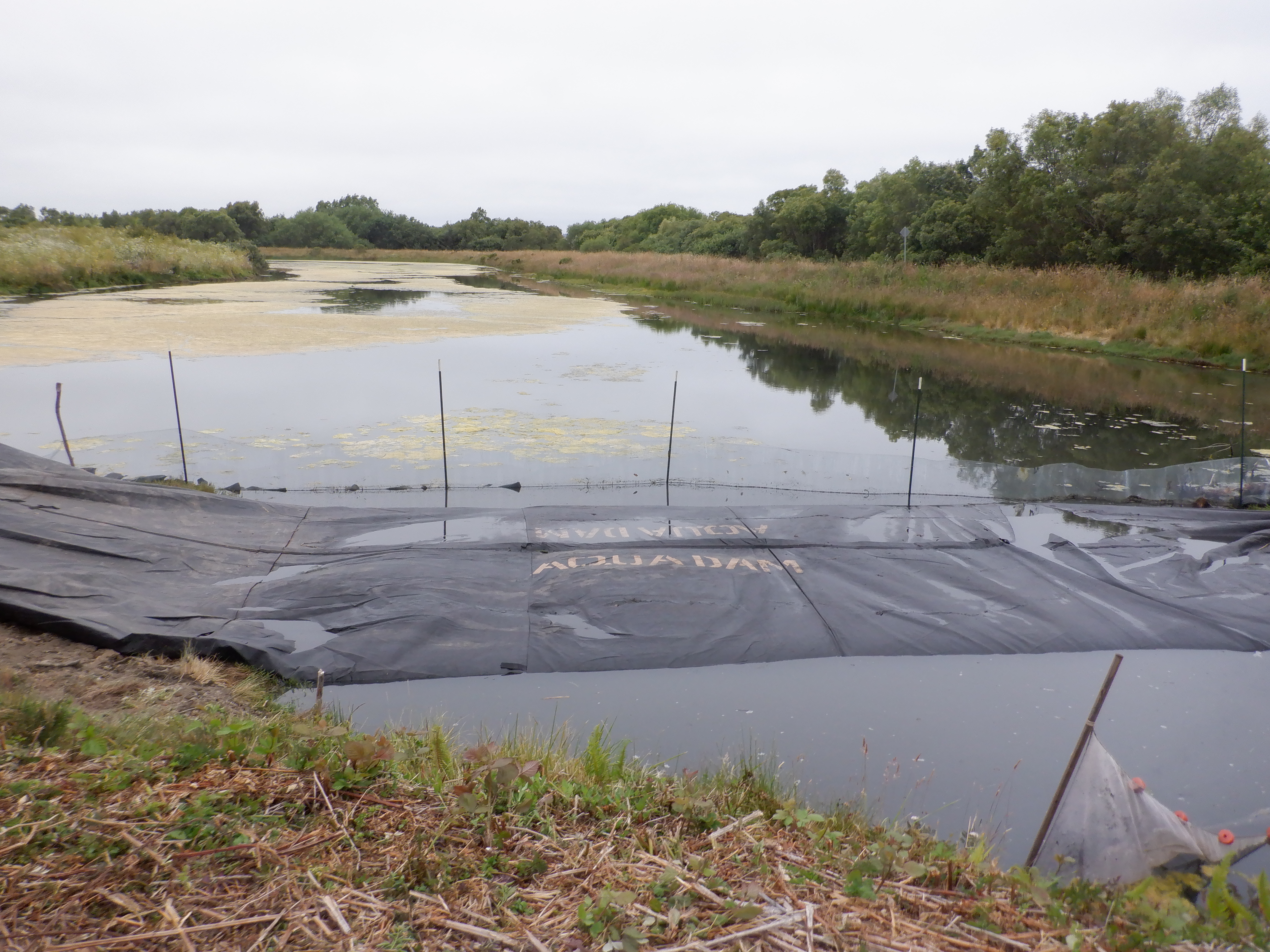 Arcata, CA 2023 – Brackish Pond