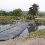 Arcata, CA 2023 – Brackish Pond