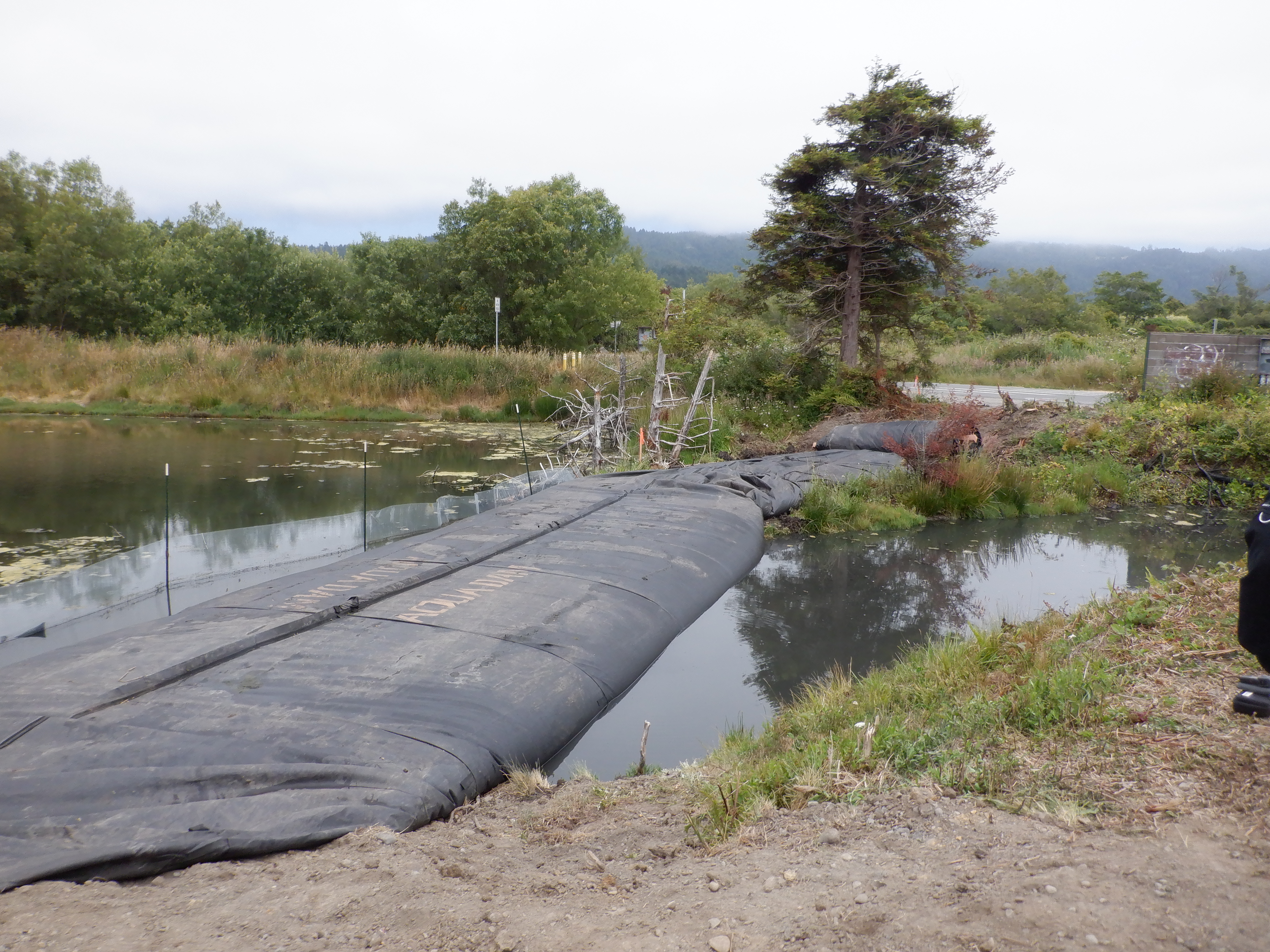 Arcata, CA 2023 – Brackish Pond
