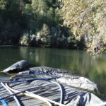 Twain Harte, CA 2013 – Phase Two